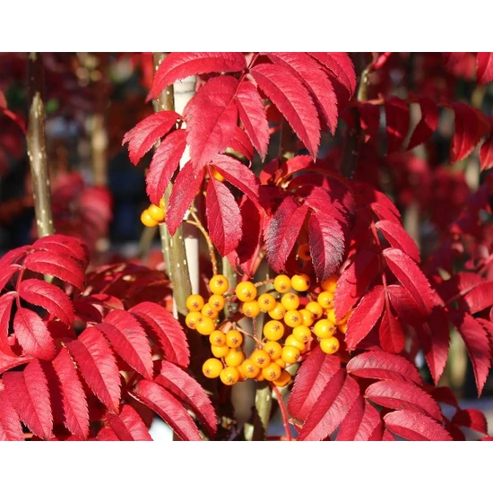 Madárberkenye    SORBUS AUCUPARIA AUTUMN SPIRE 140/160 K20