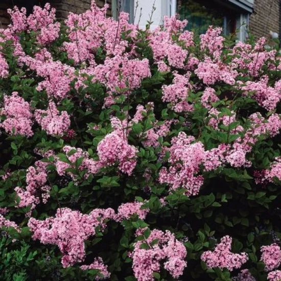 Törpe orgona   SYRINGA MEYERI PINK PERFUME T80 K25