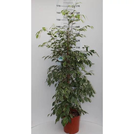 Kislevelű fikusz FICUS BENJAMINA GOLDEN KING CS21