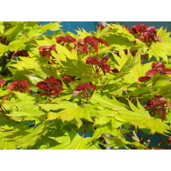Arany japán juhar  ACER SHIRASAWANUM AUREUM T40 K3