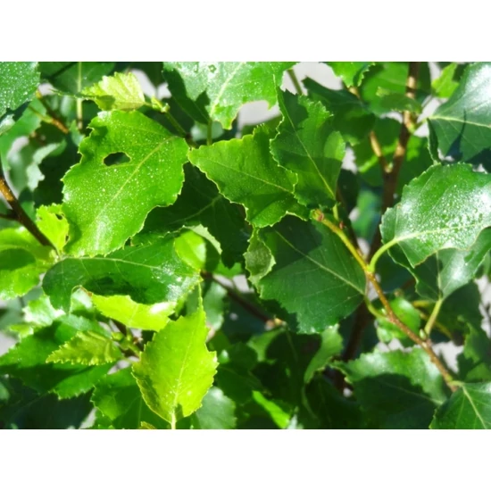 Gömb nyír   BETULA PENDULA MAGICAL GLOBE 30/40 CS21