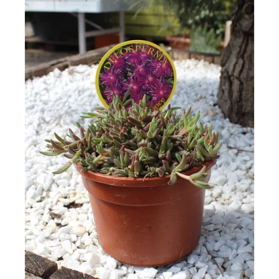 Kristályvirág DELOSPERMA K1,5