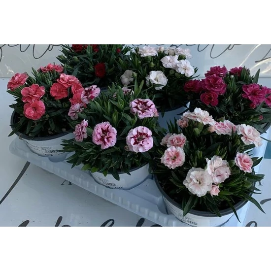 Kerti szegfű DIANTHUS PEMAN CS14