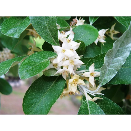 Ezüstfa    ELAEAGNUS FAJTÁK 40/60 K5