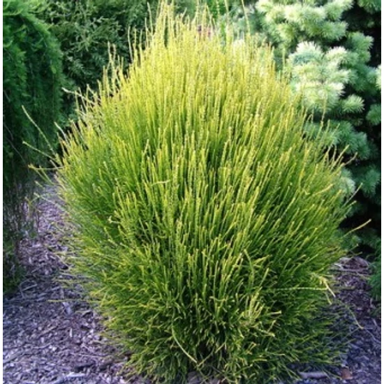Aranyló nyugati tuja  THUJA ORIENTALIS FRANKY BOY T90 K8