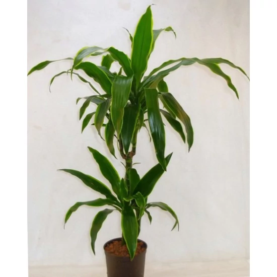 Sávos dracéna DRACAENA DORADO 3 TÖRZSES 60-30-15 CS21