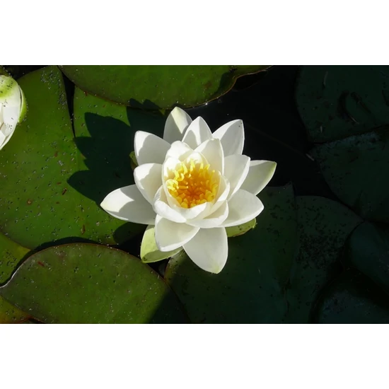 Tavirózsa NYMPHAEA MIX CS15
