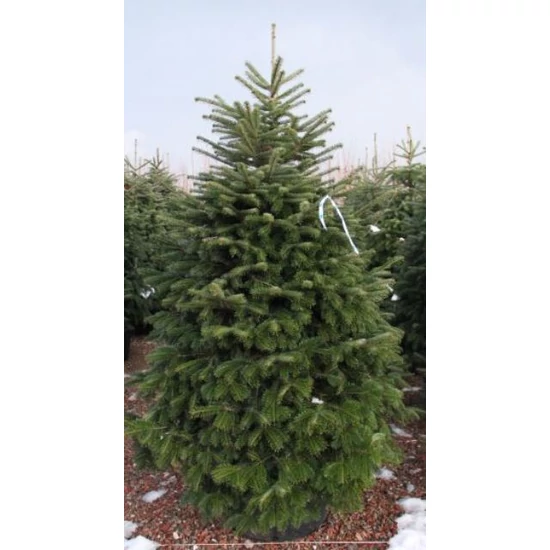 Kaukázusi jegenyefenyő   ABIES NORDMANNIANA EXTRA 100/125 K35-50