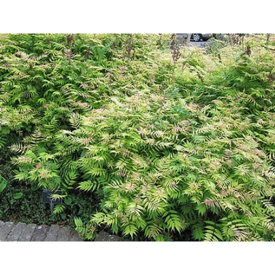 Aranylombú tollas gyöngyvessző SORBARIA SORBIFOLIA SEM K3