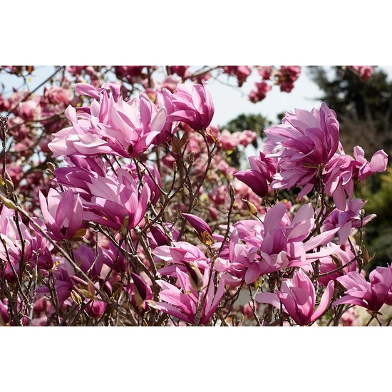 Liliomfa MAGNOLIA BETTY 100/125*
