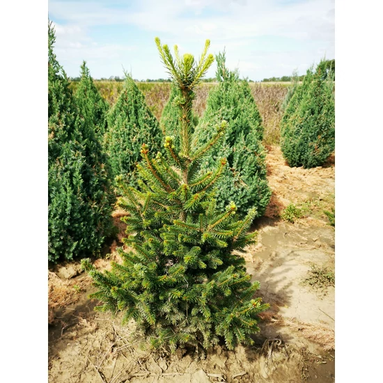 Kistermetű lucfenyő PICEA ABIES WILL'S ZWERG 40/60*