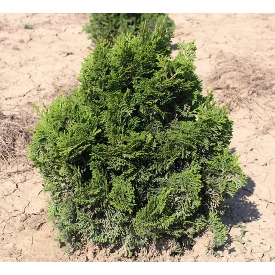 Hinoki hamisciprus CHAMAECYPARIS OBTUSA NANA GRACILIS 20/30*
