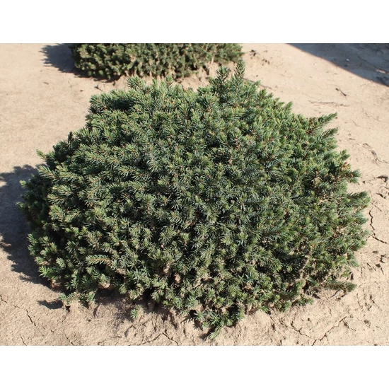Törpe gömb cukorsüvegfenyő PICEA GLAUCA ECHINIFORMIS 30/40 K15