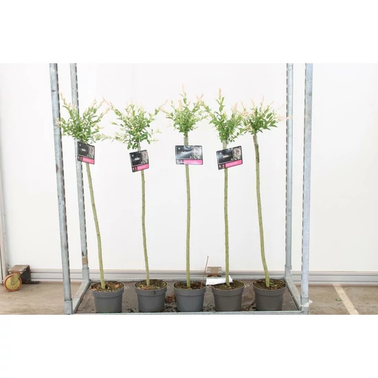 Tarkalevelű japán fűz SALIX INTEGRA HAKURO-NISHIKI T80 CS21
