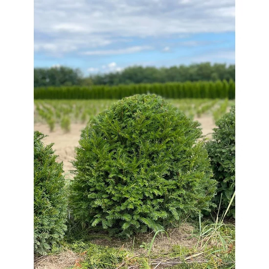 Közönséges tiszafa TAXUS BACCATA GÖMBRE NYÍRT 60/80*