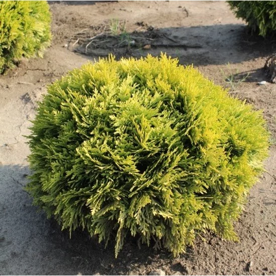 Törpe arany gömb tuja THUJA OCCIDENTALIS MIRJAM 20/30*