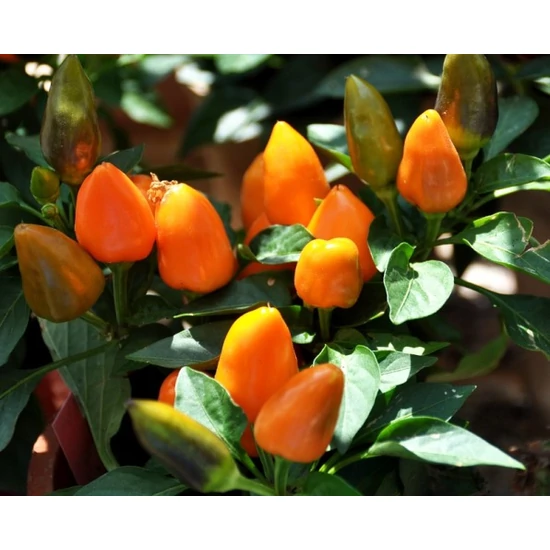 Díszpaprika CAPSICUM ANNUUM SALSA CS12