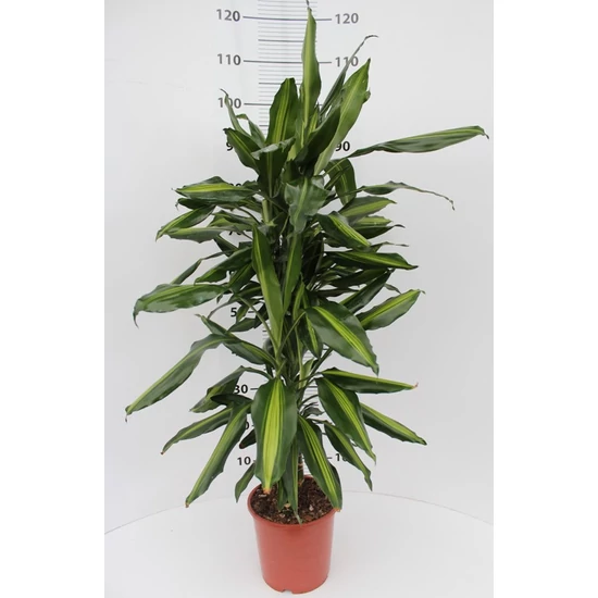 Tarka dracéna DRACAENA CINTHO 45-15 CM