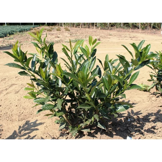 Közönséges babérmeggy PRUNUS LAUROCERASUS SOFIA 40/60 K25