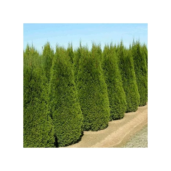 Smaragd tuja   THUJA OCCIDENTALIS SMARAGD 100/125 NYÍRT K26