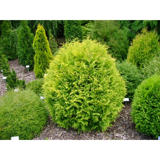 Arany gömbtuja   THUJA OCCIDENTALIS GOLDEN GLOBE 20/40 K18