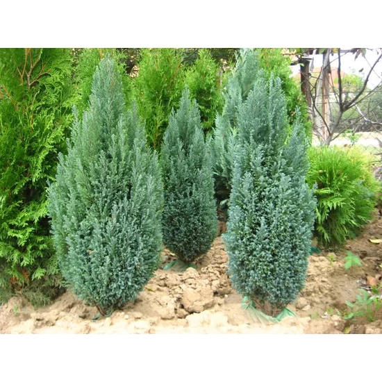 Oregoni álciprus   CHAMAECYPARIS LAWSONIANA ELLWOODII 40/+ K5