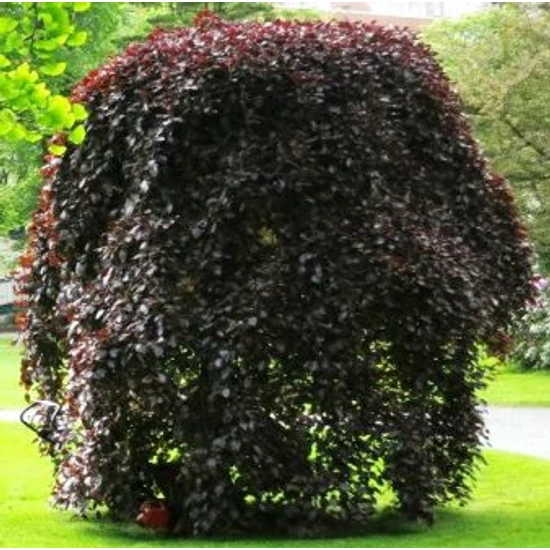 Vörös levelű bükk  FAGUS SYLVATICA ROHAN RED WEEPING T200 K45