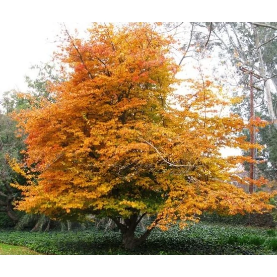 Oszlopos perzsafa   PARROTIA PERSICA PERSIAN SPIRE K3