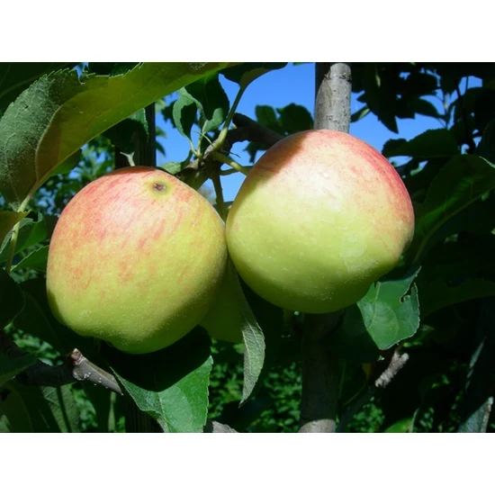 Gála Must alma Malus domestica 