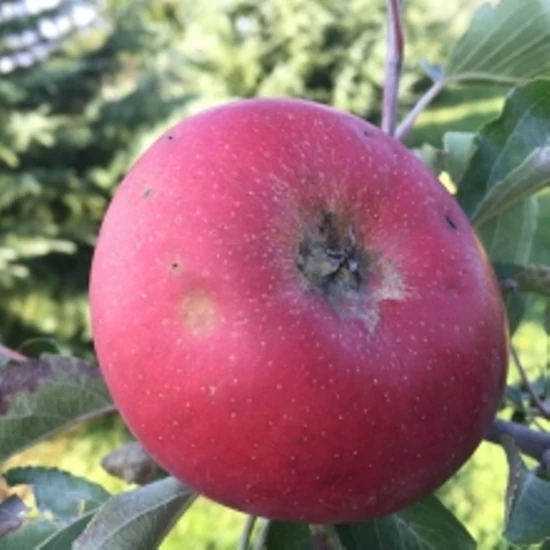 Téli piros pogácsa alma Malus domestica