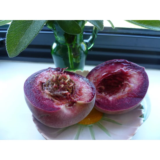 Vérbarack őszibarack Prunus persica