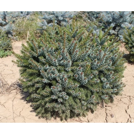 Törpe szerb lucfenyő PICEA OMORIKA NANA 30/40*