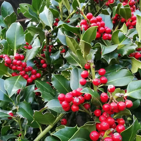 Közönséges magyal   ILEX MUTCHAGARA NELLIE R. STEVENS T200 20/25 K230