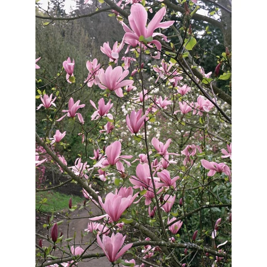 Liliomfa    MAGNOLIA GALAXY T1/2 6/8 K18