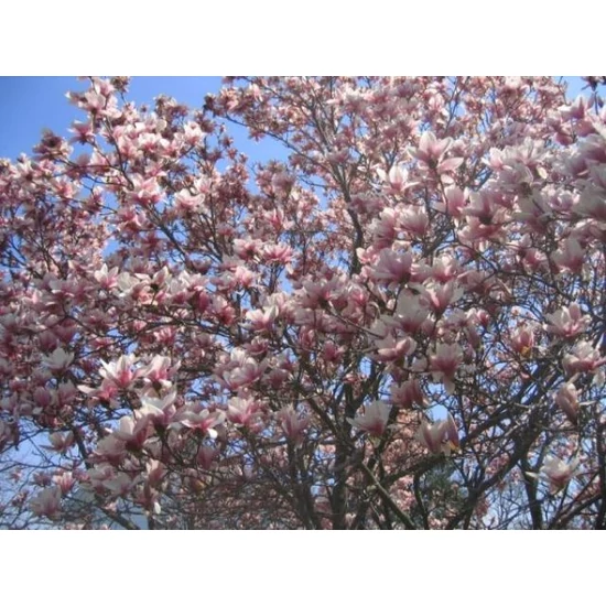 Nagyvirágú liliomfa   MAGNOLIA SOULANGEANA T1/2 5/6 K18