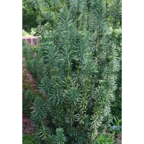 Mandzsu áltiszafa   CEPHALOTAXUS HARRINGTONII FASTIGIATA 150/+ K30