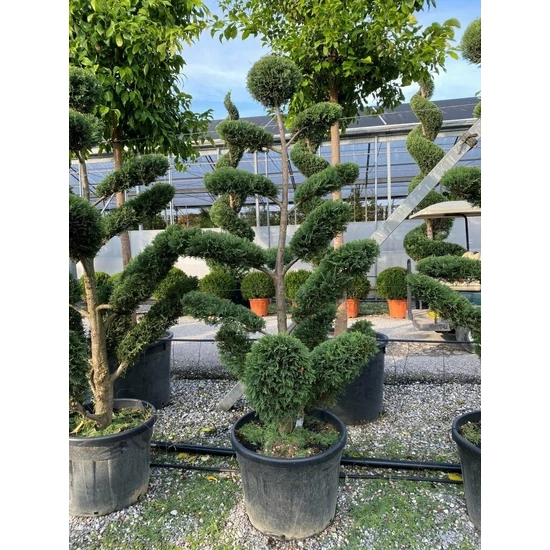 Arany lombú leyland ciprus CUPRESSOCYPARIS LEYLANDII CASTLEWELLAN GOLD BONSAI 130/140 K35
