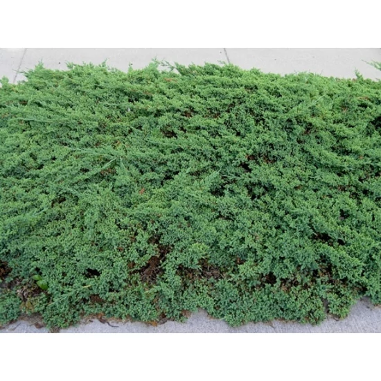 Japán törpeboróka   JUNIPERUS PROCUMBENS NANA T1/4 K5