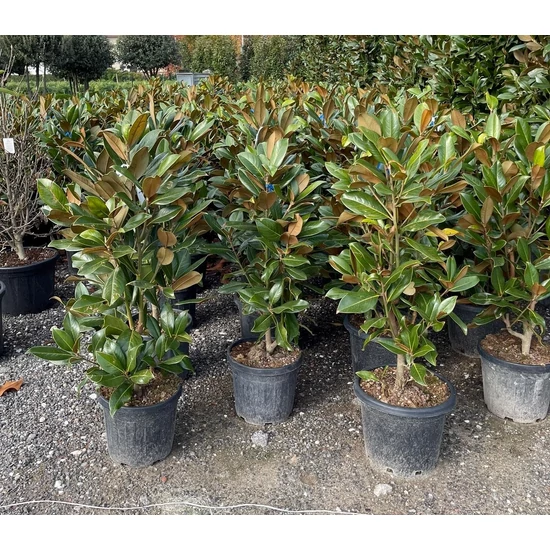 Örökzöld liliomfa   MAGNOLIA GRANDIFLORA GALLISONIENSIS 120/+ K25