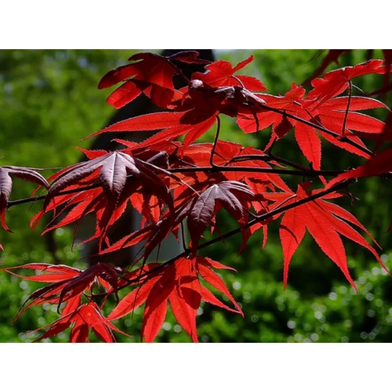 Japán juhar   ACER PALMATUM BLOODGOOD T200 14/16 K70