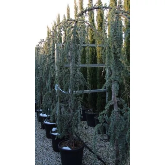 Kék csüngő atlasz cédrus CEDRUS ATLANTICA GLAUCA PENDULA 250/300 16/18 K60