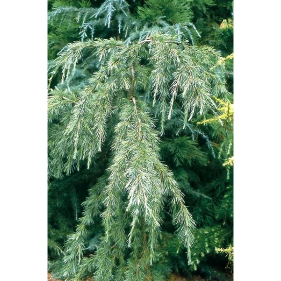 Himalájai cédrus   CEDRUS DEODARA ROBUSTA 125/+ K18