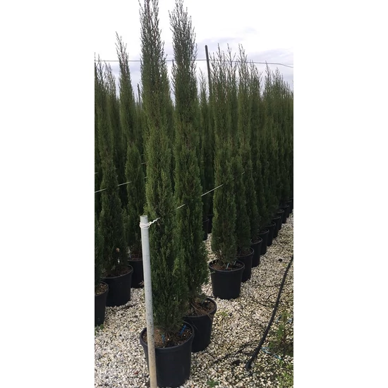 Toszkán ciprus   CUPRESSUS SEMPERVIRENS PYRAMIDALIS 500/+ K155
