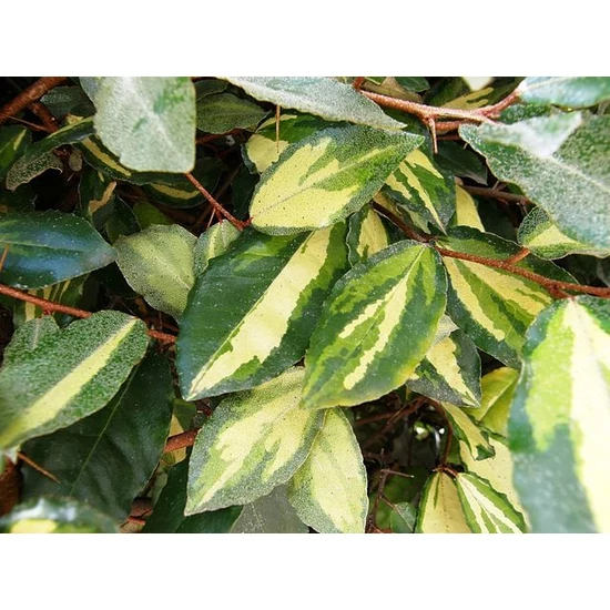 Örökzöld ezüstfa   ELAEAGNUS PUNGENS MACULATA 60/80 K10