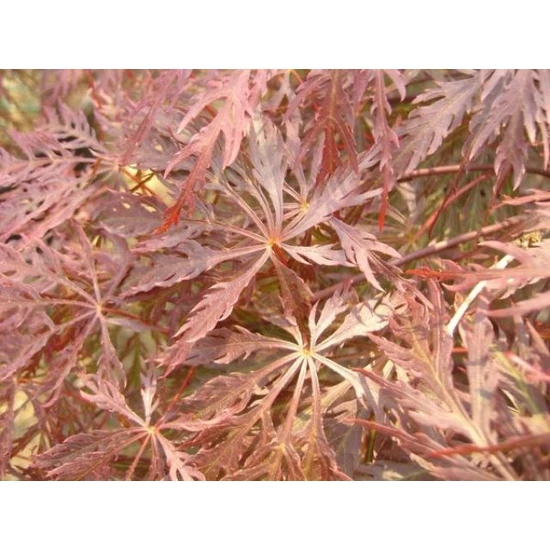 Szeldelt levelű japán juhar ACER PALMATUM DISSECTUM INABA SHIDARE T1/2 K70