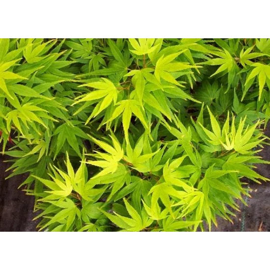 Japán juhar   ACER PALMATUM MIKAWA YATSUBUSA T1/4 K9