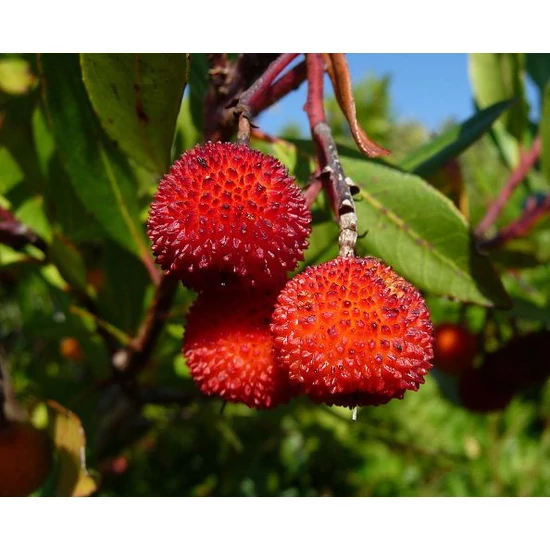 Szamócafa Arbutus unedo   