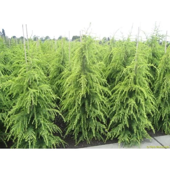 Sárga himalájai cédrus  CEDRUS DEODARA AUREA 150/175 K25