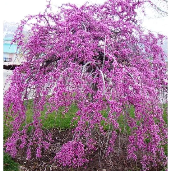 Kanadai júdásfa   CERCIS CANADENSIS LAVENDER TWIST T200 12/14 K55