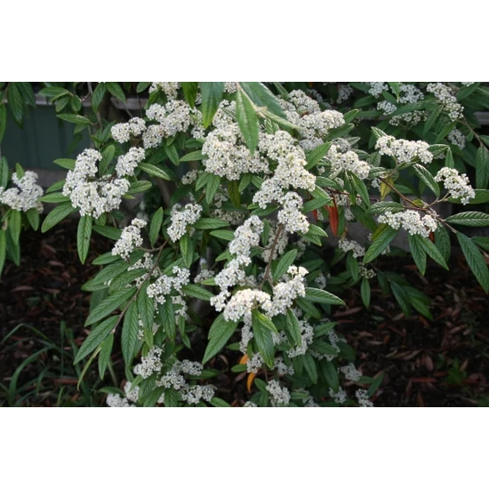 Fűzlevelű madárbirs   COTONEASTER SALICIFOLIUS T200 10/12 K35